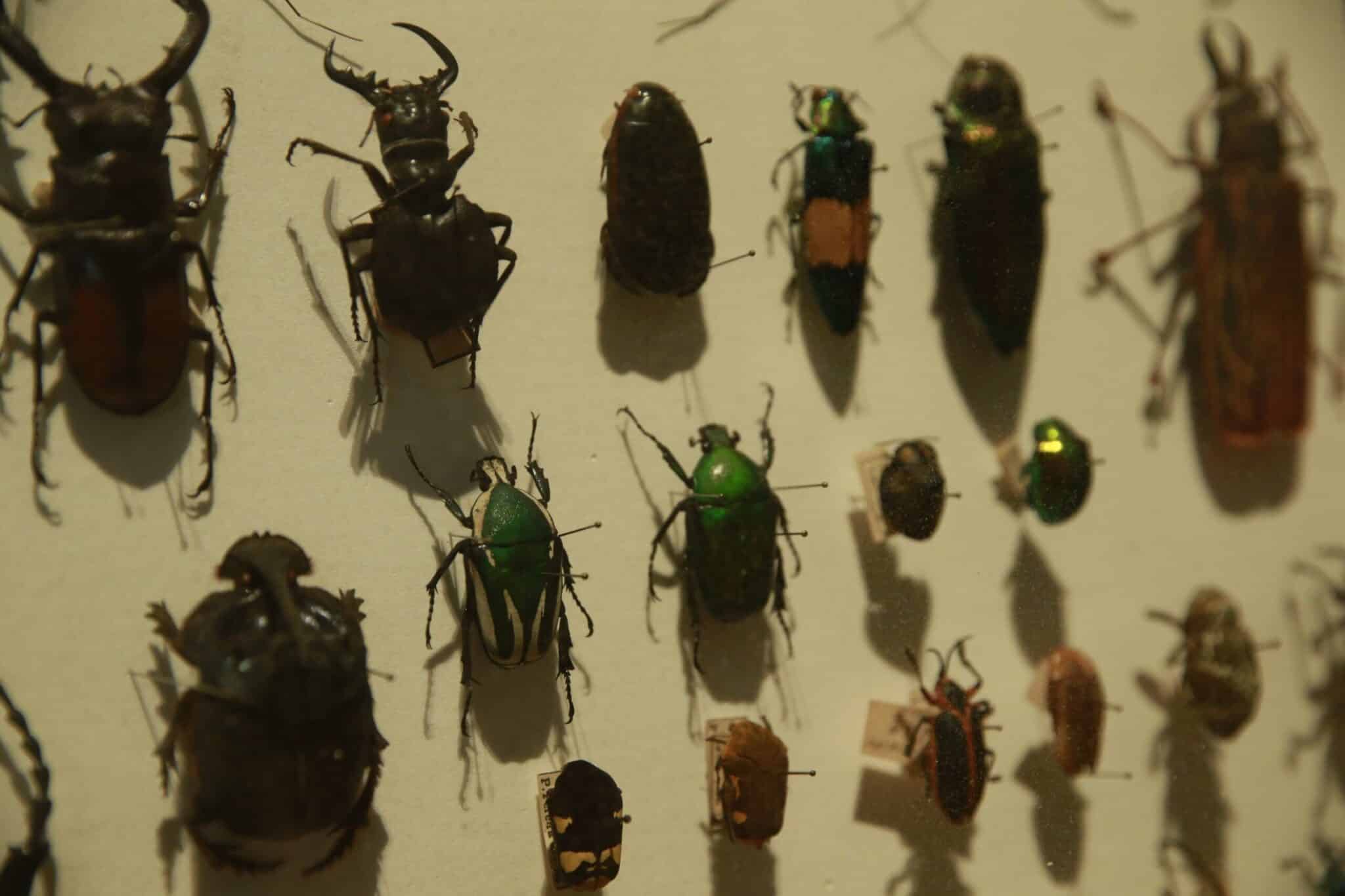 biodiversidade de insetos no brasil esta em queda mostra estudo scaled